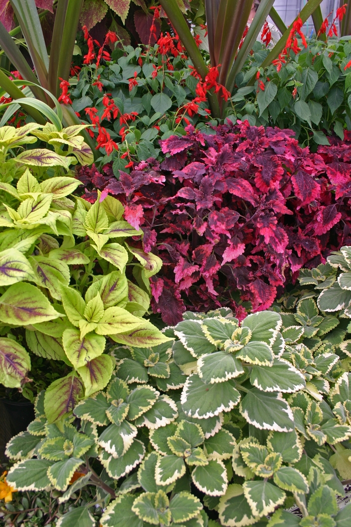 Coleus ‘Wizard’ Series – Assorted - coleus from Wilson Farm, Inc. Coleus ‘Wizard’ Series – Assorted - coleus from Wilson Farm, Inc.