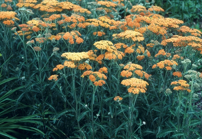 'Terra Cotta' Yarrow - Achillea millefolium from Wilson Farm, Inc. 'Terra Cotta' Yarrow - Achillea millefolium from Wilson Farm, Inc.