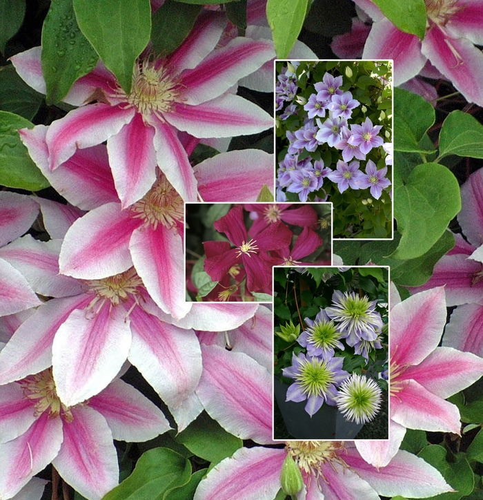 'Multiple Varieties' Clematis - Clematis from Wilson Farm, Inc. 'Multiple Varieties' Clematis - Clematis from Wilson Farm, Inc.