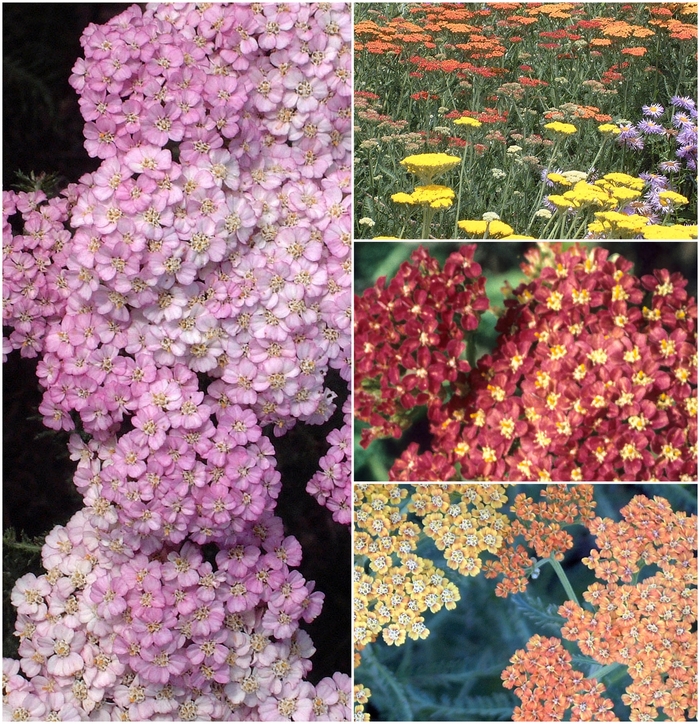 'Multiple Varieties' Yarrow - Achillea from Wilson Farm, Inc. 'Multiple Varieties' Yarrow - Achillea from Wilson Farm, Inc.