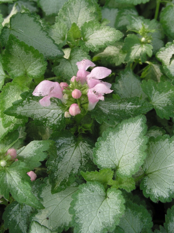 Dead Nettle - Lamium maculatum from Wilson Farm, Inc. Dead Nettle - Lamium maculatum from Wilson Farm, Inc.