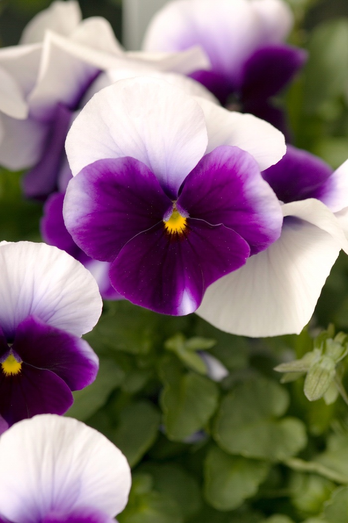 'Beaconsfield' Panola Pansy - Viola x wittrockiana from Wilson Farm, Inc. 'Beaconsfield' Panola Pansy - Viola x wittrockiana from Wilson Farm, Inc.