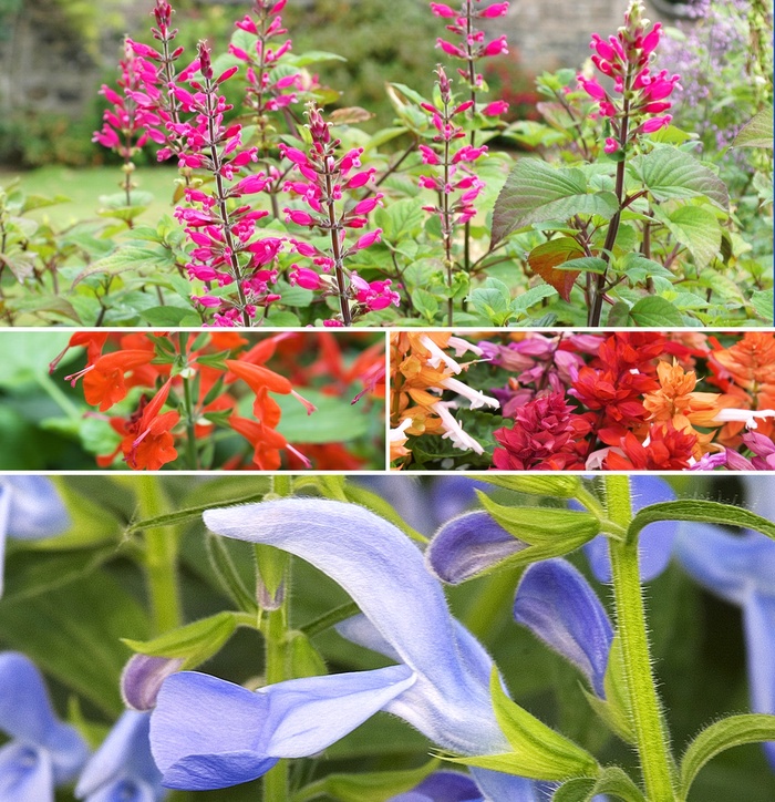 BODACIOUS SALVIA - Salvia from Wilson Farm, Inc. BODACIOUS SALVIA - Salvia from Wilson Farm, Inc.