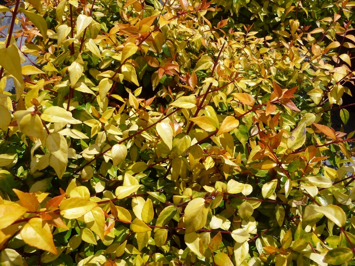 'Francis Mason' Glossy Abelia - Abelia x grandiflora from Wilson Farm, Inc. 'Francis Mason' Glossy Abelia - Abelia x grandiflora from Wilson Farm, Inc.