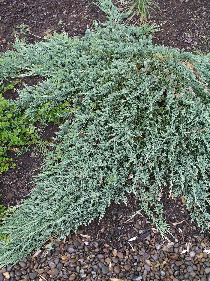 'Wiltonii' Blue Rug Juniper - Juniperus horizontalis from Wilson Farm, Inc. 'Wiltonii' Blue Rug Juniper - Juniperus horizontalis from Wilson Farm, Inc.