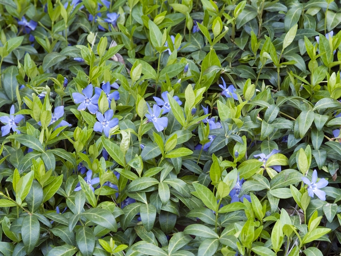 Vinca - Vinca minor from Wilson Farm, Inc. Vinca - Vinca minor from Wilson Farm, Inc.