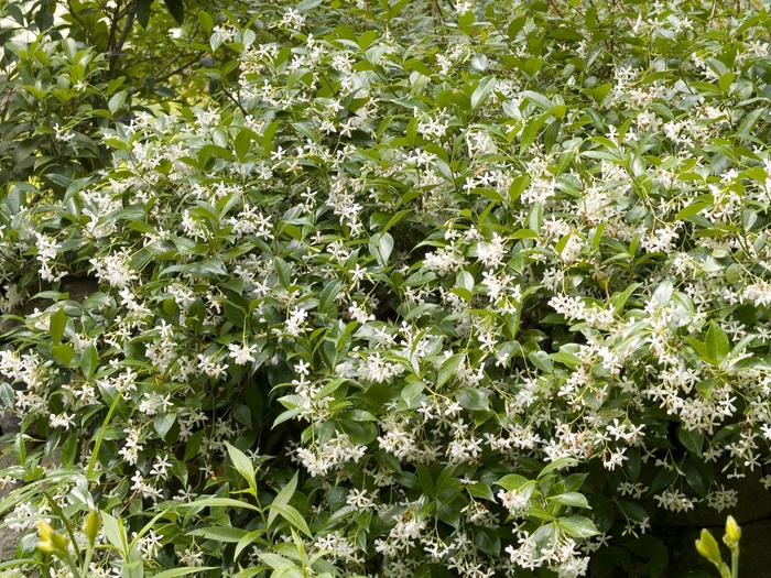 Confederate Jasmine - Trachelospermum jasminoides from Wilson Farm, Inc. Confederate Jasmine - Trachelospermum jasminoides from Wilson Farm, Inc.