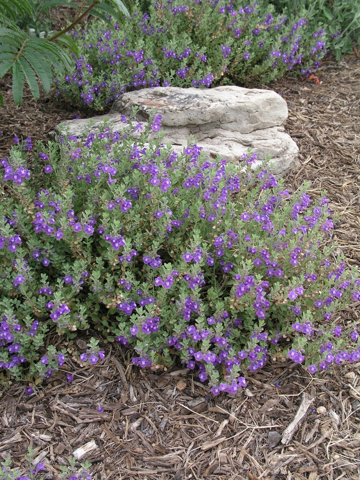 Skullcap - Scutellaria drummondii from Wilson Farm, Inc. Skullcap - Scutellaria drummondii from Wilson Farm, Inc.