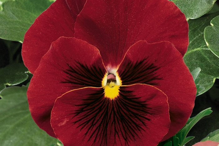 'Red Clear' Pansy Delta - Viola x wittrockiana (Pansy) from Wilson Farm, Inc. 'Red Clear' Pansy Delta - Viola x wittrockiana (Pansy) from Wilson Farm, Inc.