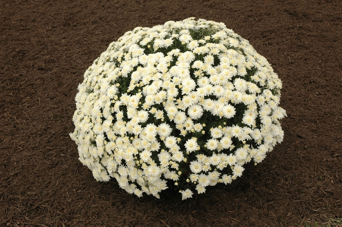 ''Alexa White'' Garden Mum - Chrysanthemum x morifolium from Wilson Farm, Inc. ''Alexa White'' Garden Mum - Chrysanthemum x morifolium from Wilson Farm, Inc.