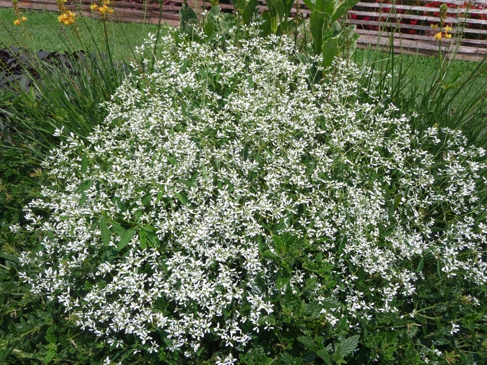 Charmed® ''Jade'' - Oxalis (Shamrock) from Wilson Farm, Inc. Charmed® ''Jade'' - Oxalis (Shamrock) from Wilson Farm, Inc.