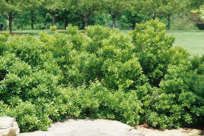Waxmyrtle - Myrica cerifera from Wilson Farm, Inc. Waxmyrtle - Myrica cerifera from Wilson Farm, Inc.