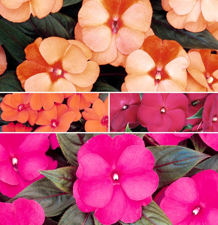 'Multiple Varieties' New Guinea Impatiens - Impatiens hawkeri from Wilson Farm, Inc. 'Multiple Varieties' New Guinea Impatiens - Impatiens hawkeri from Wilson Farm, Inc.