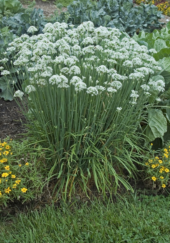 Chives, Garlic - Allium tuberosum from Wilson Farm, Inc. Chives, Garlic - Allium tuberosum from Wilson Farm, Inc.