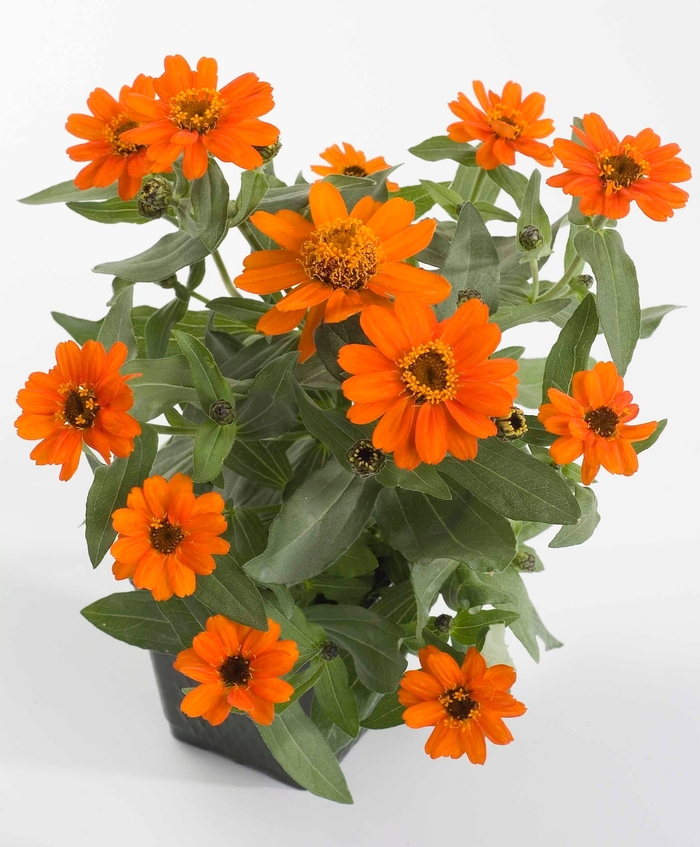 Zinnia Profusion 'Orange' - Zinnia from Wilson Farm, Inc. Zinnia Profusion 'Orange' - Zinnia from Wilson Farm, Inc.