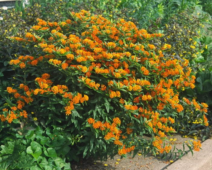 Butterfly Milkweed - Asclepias tuberosa from Wilson Farm, Inc. Butterfly Milkweed - Asclepias tuberosa from Wilson Farm, Inc.