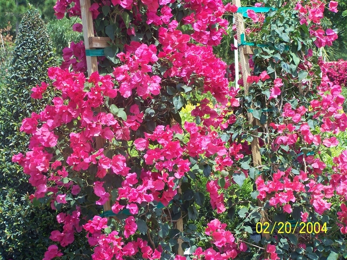 Bougainvillea - Bougainvillea from Wilson Farm, Inc.