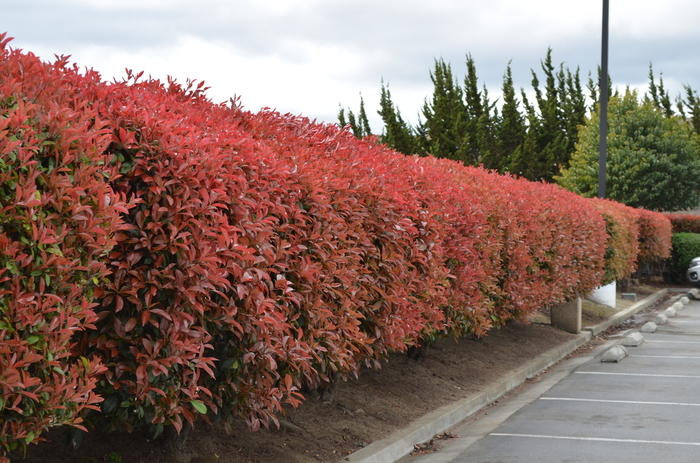 Red Tip Photinia - Photinia fraseri from Wilson Farm, Inc. Red Tip Photinia - Photinia fraseri from Wilson Farm, Inc.