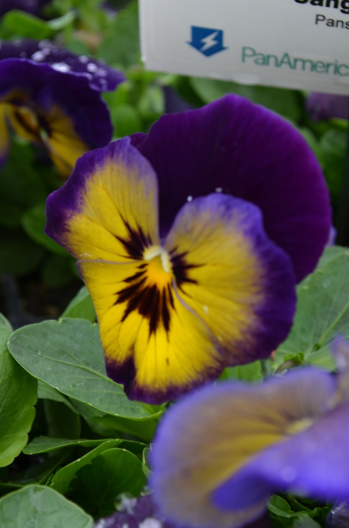 Spring Matrix Midnight Glow Pansy - Viola x wittrockiana (Pansy) from Wilson Farm, Inc. Spring Matrix Midnight Glow Pansy - Viola x wittrockiana (Pansy) from Wilson Farm, Inc.
