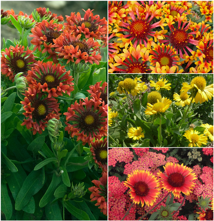 'Multiple Varieties' Assorted, Blanket Flower - Gaillardia from Wilson Farm, Inc. 'Multiple Varieties' Assorted, Blanket Flower - Gaillardia from Wilson Farm, Inc.