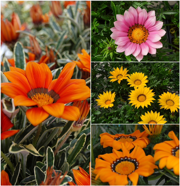 GAZANIA 'Multiple Varieties' - Gazania from Wilson Farm, Inc. GAZANIA 'Multiple Varieties' - Gazania from Wilson Farm, Inc.