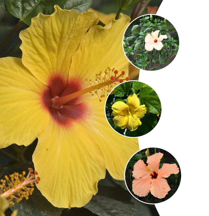 'Multiple Varieties' Tropical Hibiscus - Hibiscus rosa-sinensis from Wilson Farm, Inc. 'Multiple Varieties' Tropical Hibiscus - Hibiscus rosa-sinensis from Wilson Farm, Inc.