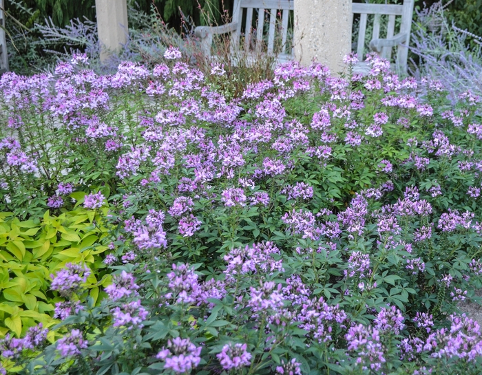 'Senorita Rosalita®' Spider Flower - Cleome from Wilson Farm, Inc. 'Senorita Rosalita®' Spider Flower - Cleome from Wilson Farm, Inc.