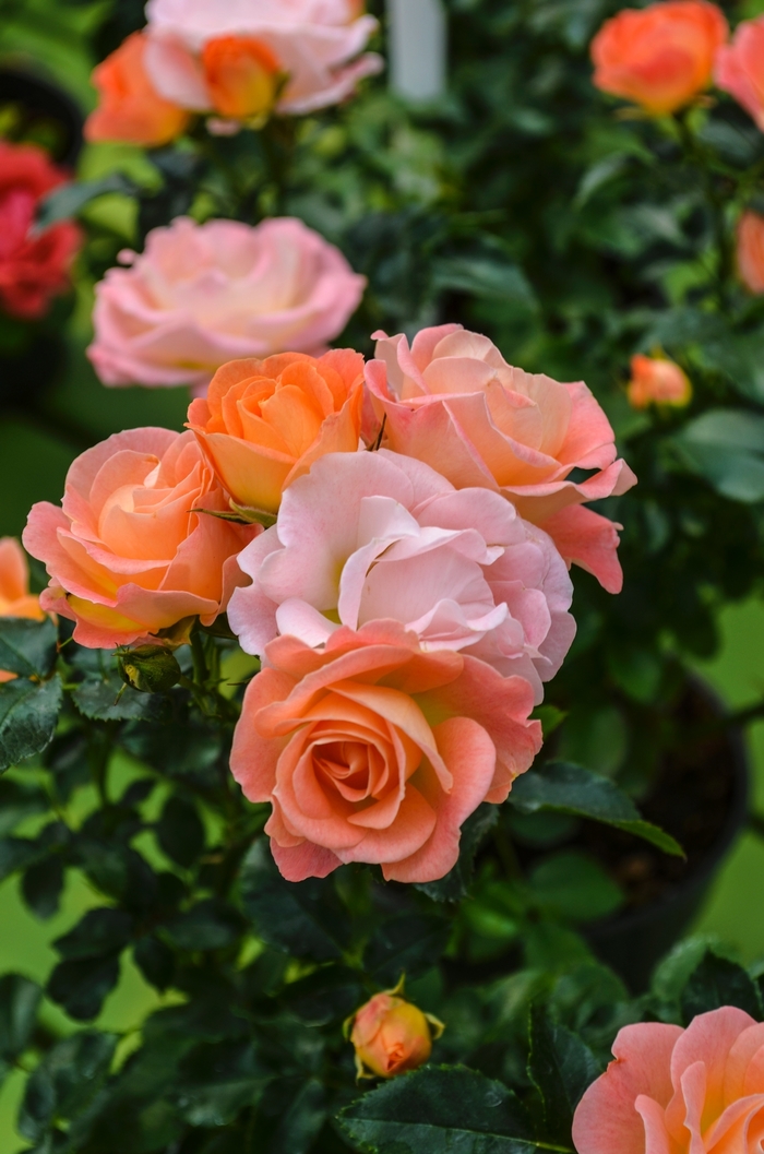 'Peach Drift®' Rose - Rosa from Wilson Farm, Inc. 'Peach Drift®' Rose - Rosa from Wilson Farm, Inc.