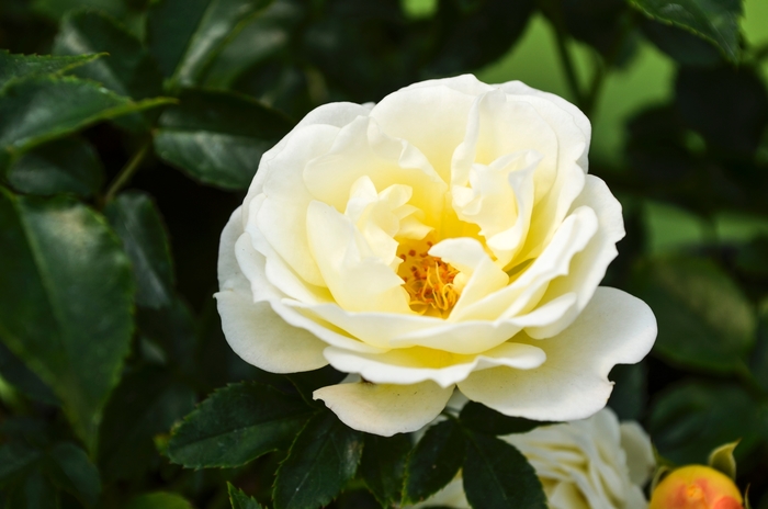 'Popcorn Drift®' Rose - Rosa from Wilson Farm, Inc. 'Popcorn Drift®' Rose - Rosa from Wilson Farm, Inc.