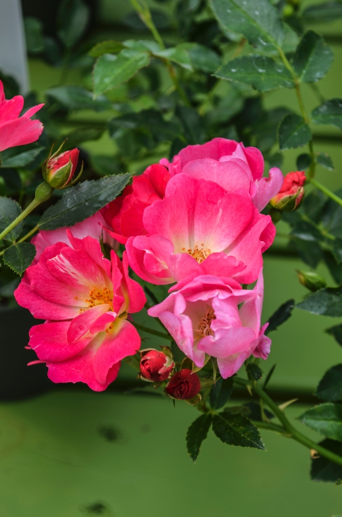 'Pink Drift®' Rose - Rosa from Wilson Farm, Inc. 'Pink Drift®' Rose - Rosa from Wilson Farm, Inc.