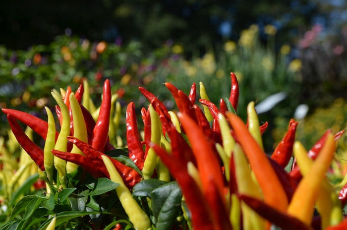 'Chilly Chili' - Capsicum annuum (Ornamental Pepper) from Wilson Farm, Inc. 'Chilly Chili' - Capsicum annuum (Ornamental Pepper) from Wilson Farm, Inc.