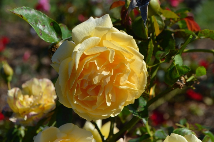 'Julia Child™' Rose - Rosa from Wilson Farm, Inc. 'Julia Child™' Rose - Rosa from Wilson Farm, Inc.
