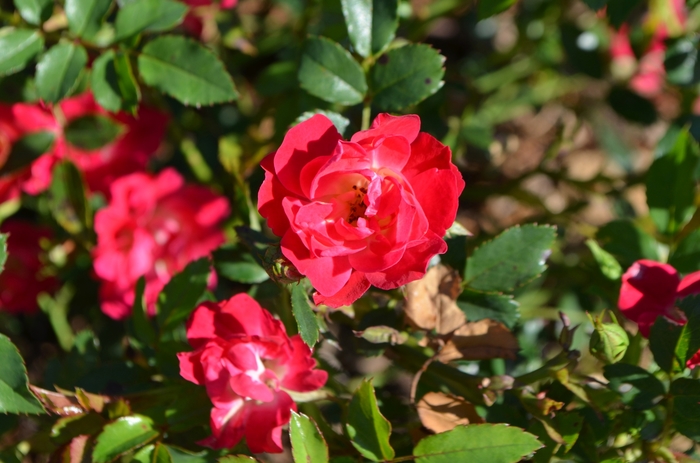 'Red Drift®' Rose - Rosa from Wilson Farm, Inc. 'Red Drift®' Rose - Rosa from Wilson Farm, Inc.