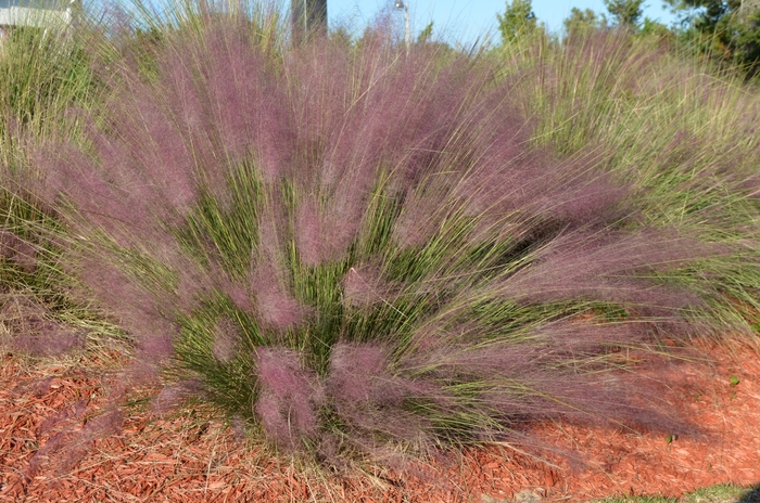 Pink Muhlygrass - Muhlenbergia capillaris from Wilson Farm, Inc. Pink Muhlygrass - Muhlenbergia capillaris from Wilson Farm, Inc.
