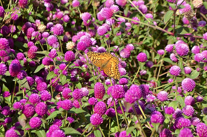 Gomphrena - Gomphrena from Wilson Farm, Inc. Gomphrena - Gomphrena from Wilson Farm, Inc.