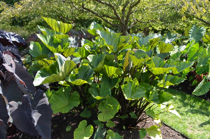 'Coffee Cups' Elephant's Ear - Colocasia esculenta from Wilson Farm, Inc.