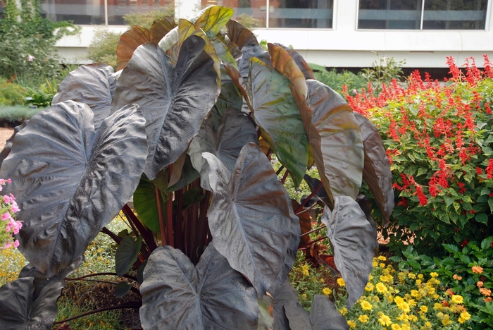 Royal Hawaiian® 'Diamond Head' - Colocasia esculenta (Elephant's Ear) from Wilson Farm, Inc. Royal Hawaiian® 'Diamond Head' - Colocasia esculenta (Elephant's Ear) from Wilson Farm, Inc.
