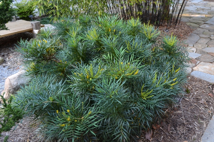'Soft Caress' Grape Holly - Mahonia eurybracteata from Wilson Farm, Inc.