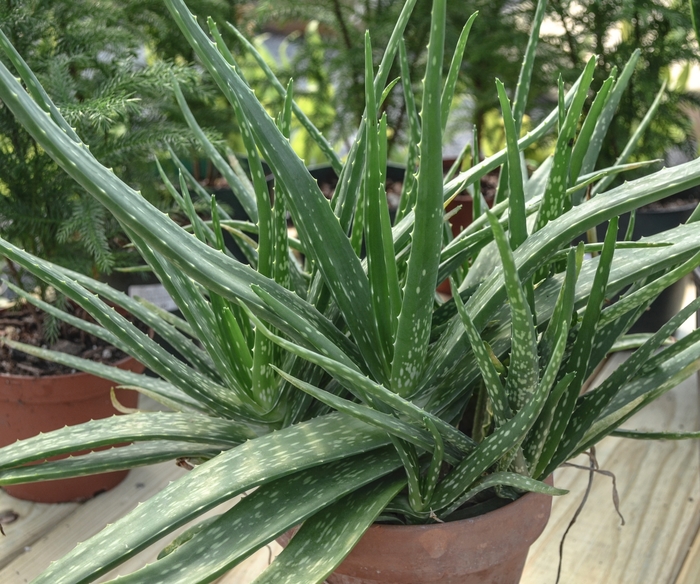 Aloe vera - Aloe barbadensis from Wilson Farm, Inc. Aloe vera - Aloe barbadensis from Wilson Farm, Inc.
