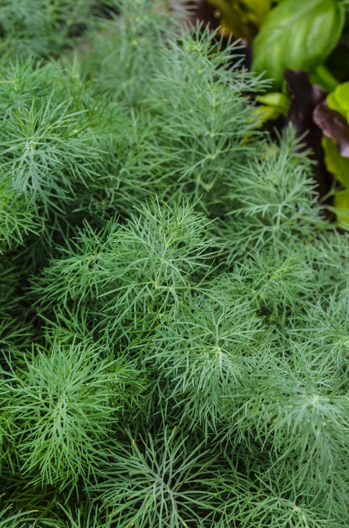 'Fernleaf' Dill - Anethum graveolens from Wilson Farm, Inc.