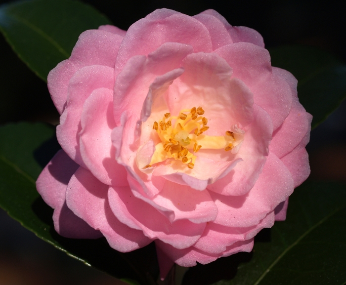 Camellia Pink - Camellia from Wilson Farm, Inc.