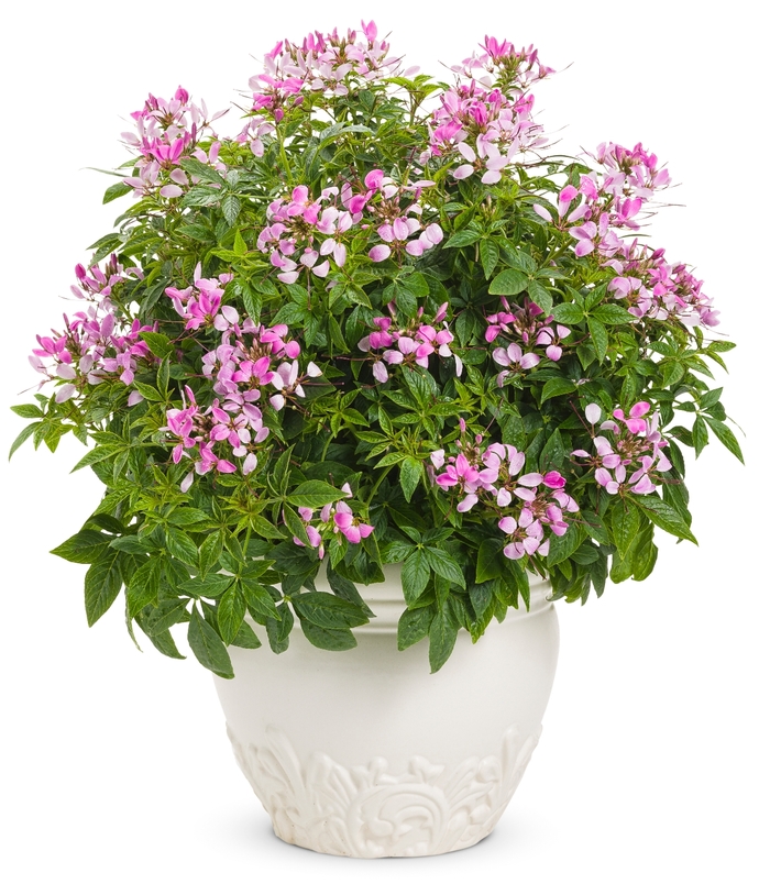 'Pequena Rosalita®' Spider Flower - Cleome from Wilson Farm, Inc. 'Pequena Rosalita®' Spider Flower - Cleome from Wilson Farm, Inc.