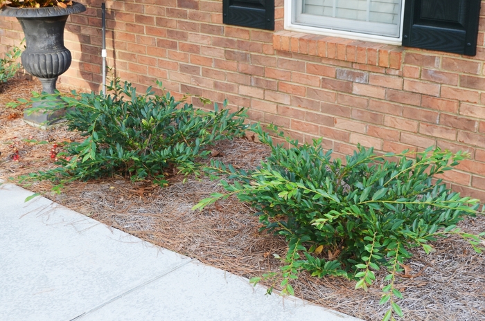 'Vintage Jade' - Distylium from Wilson Farm, Inc. 'Vintage Jade' - Distylium from Wilson Farm, Inc.