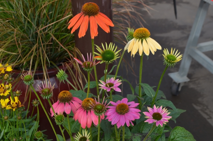 'Multiple Varieties' Coneflower - Echinacea from Wilson Farm, Inc. 'Multiple Varieties' Coneflower - Echinacea from Wilson Farm, Inc.