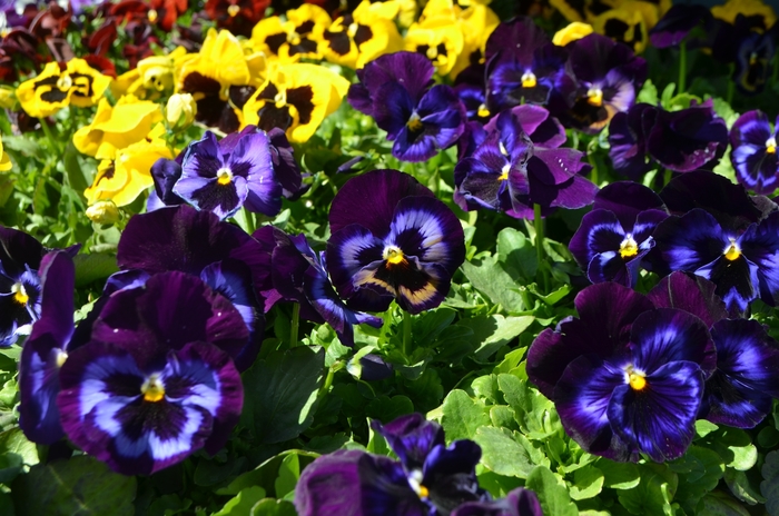 Denim Matrix Pansy - Viola x wittrockiana (Extra-Large-Flowered Pansy) from Wilson Farm, Inc. Denim Matrix Pansy - Viola x wittrockiana (Extra-Large-Flowered Pansy) from Wilson Farm, Inc.