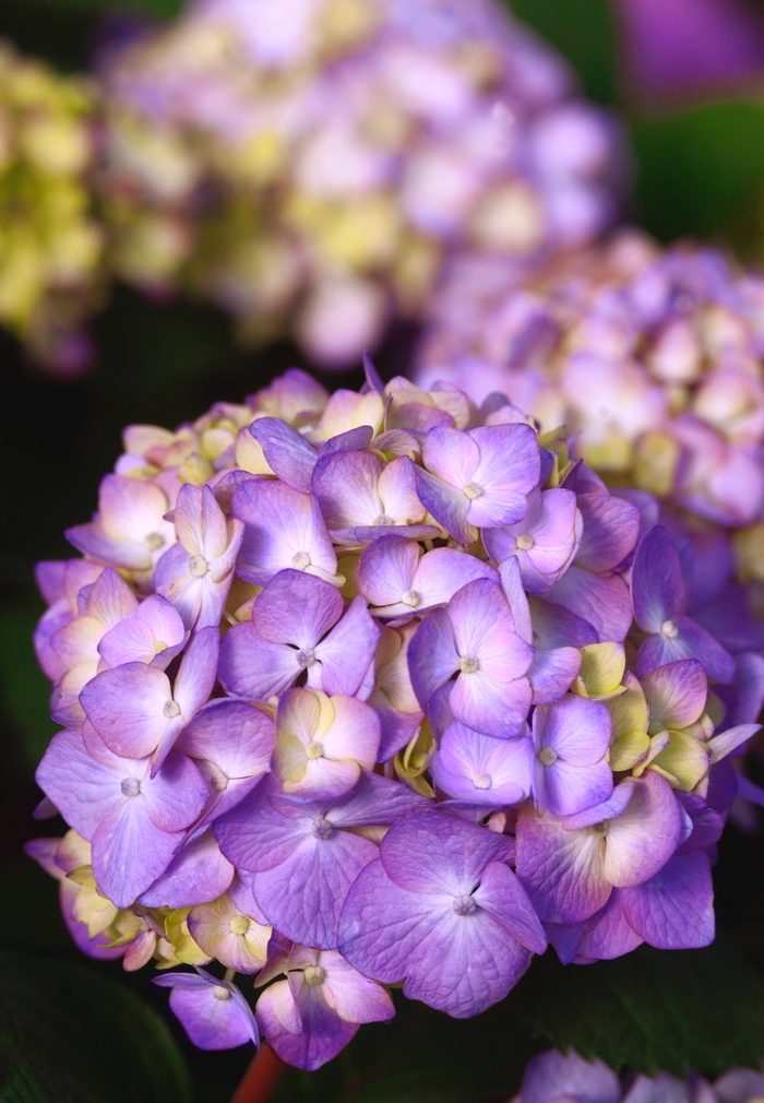 BloomStruck® - Hydrangea macrophylla from Wilson Farm, Inc. BloomStruck® - Hydrangea macrophylla from Wilson Farm, Inc.