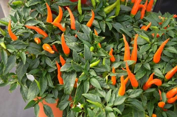 'Santos Orange' - Capsicum annuum (Ornamental Pepper) from Wilson Farm, Inc. 'Santos Orange' - Capsicum annuum (Ornamental Pepper) from Wilson Farm, Inc.