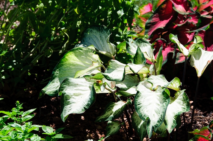 'White Majesty' Strap-leaf Caladium - Caladium bicolor from Wilson Farm, Inc. 'White Majesty' Strap-leaf Caladium - Caladium bicolor from Wilson Farm, Inc.