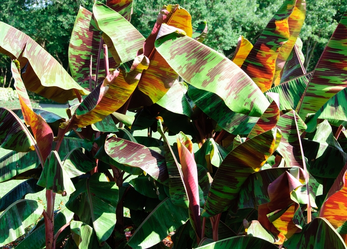 'Rojo' Banana - Musa from Wilson Farm, Inc. 'Rojo' Banana - Musa from Wilson Farm, Inc.