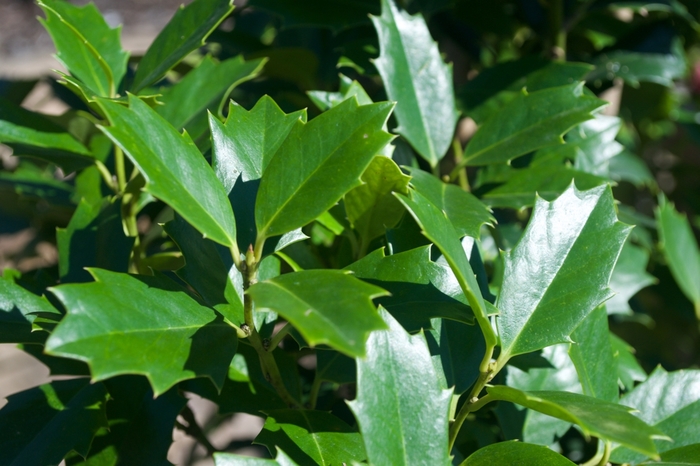 'Oak Leaf™' Red Holly - Ilex from Wilson Farm, Inc. 'Oak Leaf™' Red Holly - Ilex from Wilson Farm, Inc.